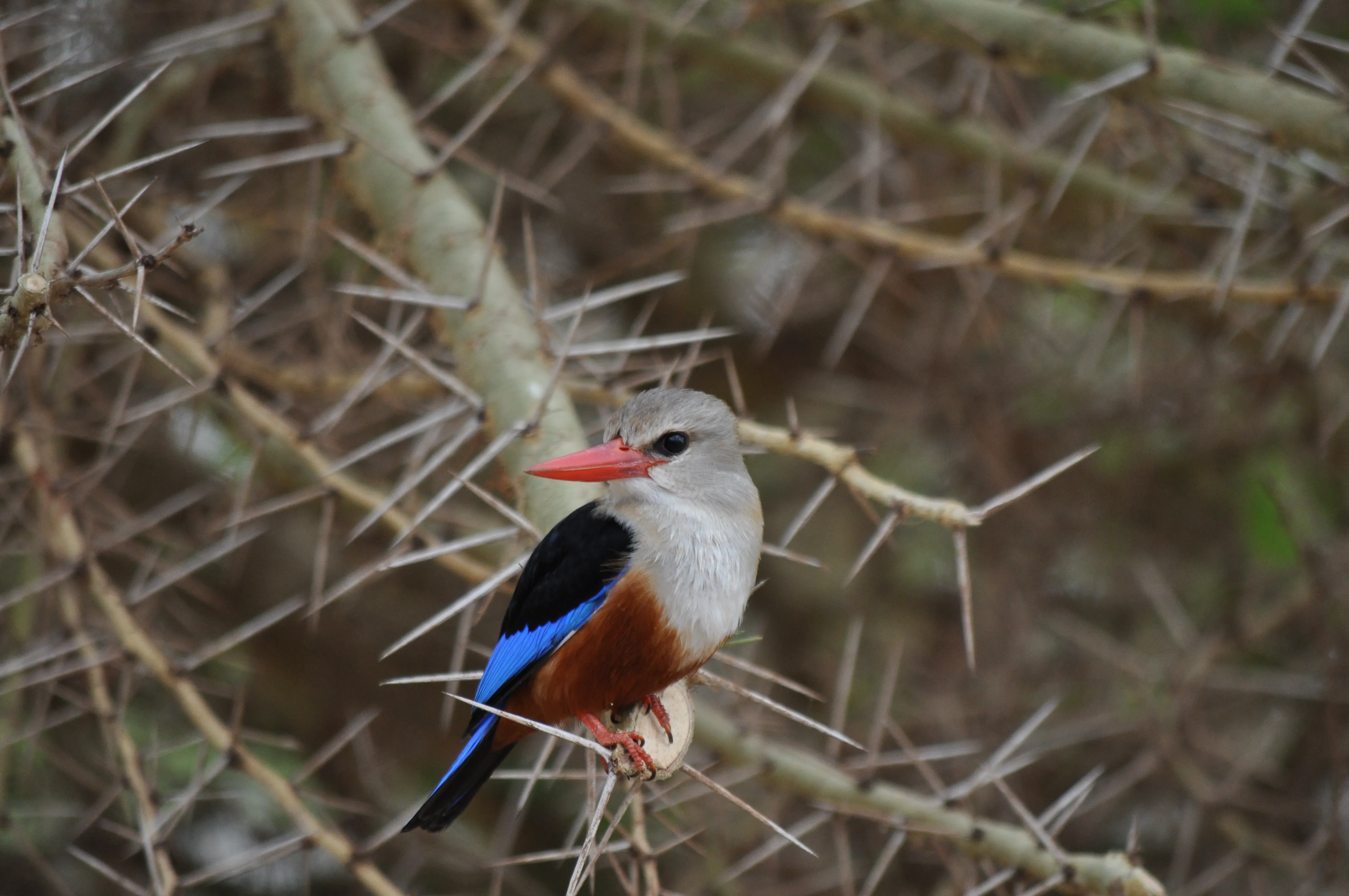 Birdwatching Adventure